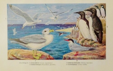 1926 - Seevögel: Silbermöwe, Eissturmvogel, ... - alter Druck